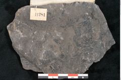 Foto (Detailansicht) von Sphnenophyllum schlotheimi Brongniart (NHMW-GEO-2024-0188-11281)